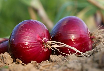 Picture of Onion